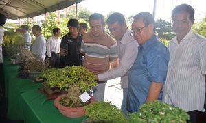 Charming Miniature Bonsai Discover the Allure of Trending Tiny Plants-9