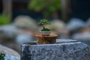 Charming Miniature Bonsai Discover the Allure of Trending Tiny Plants-3