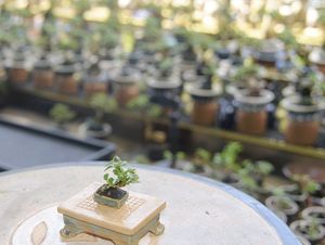 Charming Miniature Bonsai Discover the Allure of Trending Tiny Plants-10