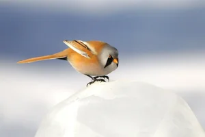 Stunning Bearded Reedlings Foraging in the Snowy Winter Landscapes of Daqing, Heilongjiang: A Wildlife Photography Masterpiece-4