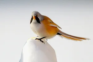 Stunning Bearded Reedlings Foraging in the Snowy Winter Landscapes of Daqing, Heilongjiang: A Wildlife Photography Masterpiece-1