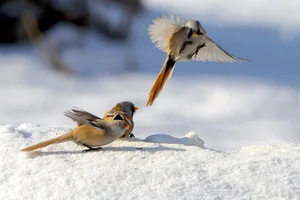 Stunning Bearded Reedlings Foraging in the Snowy Winter Landscapes of Daqing, Heilongjiang: A Wildlife Photography Masterpiece-8