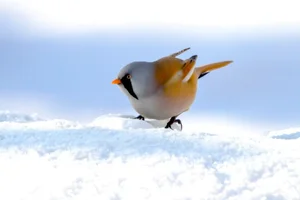 Stunning Bearded Reedlings Foraging in the Snowy Winter Landscapes of Daqing, Heilongjiang: A Wildlife Photography Masterpiece-7