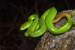 This Aggressive Green Pit Viper Attacks People During Its Peak Season, Stay Vigilant!-3