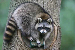 The Secret Life of Raccoons: Intelligent Urban Explorers in the Wild-0