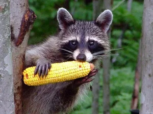 The Secret Life of Raccoons: Intelligent Urban Explorers in the Wild-7