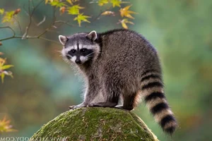 The Secret Life of Raccoons: Intelligent Urban Explorers in the Wild-8