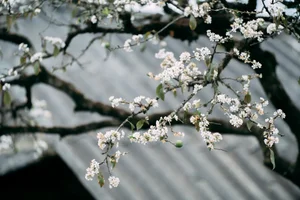 Plum Blossom Season in Phieng Canh: Finding Peace Amidst the White Blooms of Moc Chau-2