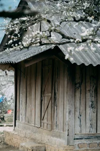 Plum Blossom Season in Phieng Canh: Finding Peace Amidst the White Blooms of Moc Chau-0
