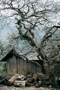 Plum Blossom Season in Phieng Canh: Finding Peace Amidst the White Blooms of Moc Chau-9