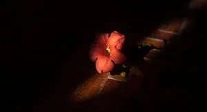 Cinematic Indoor Portrait Series: Cai Jing Fan in YiTuYu Art Language Vol.9102 – Atmospheric Photography Inspiration for Interior Style and Artistic Moods-1