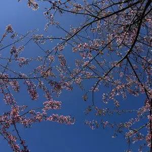 Pha Noi Cherry Blossoms: The Beauty of Nghe An's Western Region Awakens Spring-7