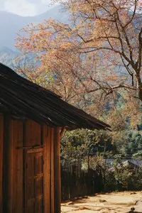 Pha Noi Cherry Blossoms: The Beauty of Nghe An's Western Region Awakens Spring-3