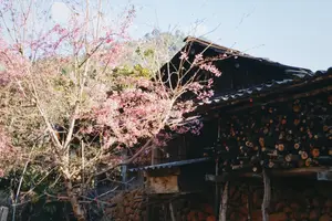 Pha Noi Cherry Blossoms: The Beauty of Nghe An's Western Region Awakens Spring-2