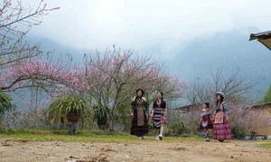 Spring in Vietnam: Breathtaking Peach Blossoms at Sin Suoi Ho Community Tourism Village, Lai Chau-4