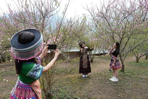 Spring in Vietnam: Breathtaking Peach Blossoms at Sin Suoi Ho Community Tourism Village, Lai Chau-2
