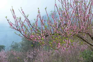 Spring in Vietnam: Breathtaking Peach Blossoms at Sin Suoi Ho Community Tourism Village, Lai Chau-3