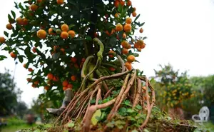 Admire the Unique Root-Over-Rock Kumquat Tree for Lunar New Year - Artistic Beauty and Feng Shui Meaning.-9