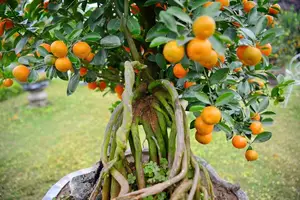 Admire the Unique Root-Over-Rock Kumquat Tree for Lunar New Year - Artistic Beauty and Feng Shui Meaning.-5