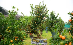 Admire the Unique Root-Over-Rock Kumquat Tree for Lunar New Year - Artistic Beauty and Feng Shui Meaning.-2