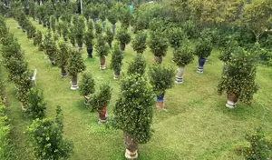 Admire the Unique Root-Over-Rock Kumquat Tree for Lunar New Year - Artistic Beauty and Feng Shui Meaning.-8