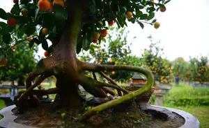 Admire the Unique Root-Over-Rock Kumquat Tree for Lunar New Year - Artistic Beauty and Feng Shui Meaning.-10