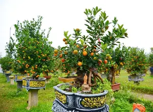 Admire the Unique Root-Over-Rock Kumquat Tree for Lunar New Year - Artistic Beauty and Feng Shui Meaning.-1