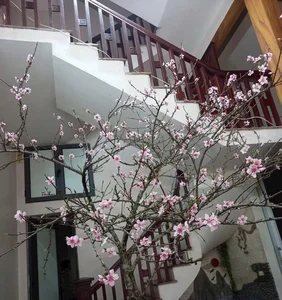 Stunning Peach Blossom Varieties for Lunar New Year 2026: Elegant Spring Decor and Traditional Asian Floral Trends-6