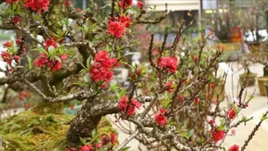 Stunning Peach Blossom Varieties for Lunar New Year 2026: Elegant Spring Decor and Traditional Asian Floral Trends-4