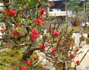 Stunning Peach Blossom Varieties for Lunar New Year 2026: Elegant Spring Decor and Traditional Asian Floral Trends-5