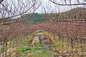 Stunning Peach Blossom Varieties for Lunar New Year 2026: Elegant Spring Decor and Traditional Asian Floral Trends-7