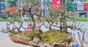 Stunning Peach Blossom Varieties for Lunar New Year 2026: Elegant Spring Decor and Traditional Asian Floral Trends-3