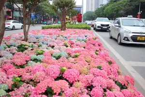 Hanoi blooms with Hydrangeas, bringing a touch of Da Lat to city streets-0
