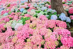 Hanoi blooms with Hydrangeas, bringing a touch of Da Lat to city streets-9