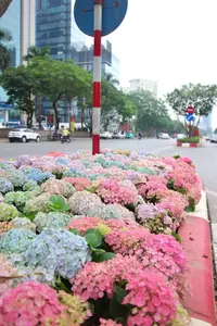 Hanoi blooms with Hydrangeas, bringing a touch of Da Lat to city streets-1