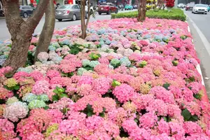 Hanoi blooms with Hydrangeas, bringing a touch of Da Lat to city streets-7