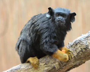 Discover the Red-Handed Tamarin (Saguinus midas): A Rare Amazonian Primate with Stunning Golden Paws and Jet Black Fur-6