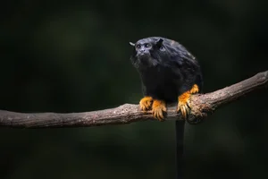 Discover the Red-Handed Tamarin (Saguinus midas): A Rare Amazonian Primate with Stunning Golden Paws and Jet Black Fur-3