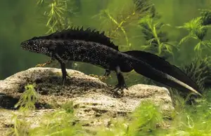 View - Northern Crested Newt: A Legendary Amphibian's Mysterious Underwater Beauty-3