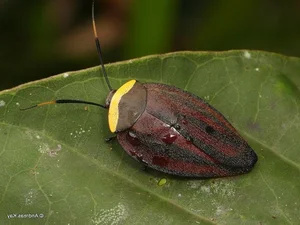 Evolutionary Marvels: How Cockroaches Outlasted Dinosaurs and Mastered the Art of Survival for Millions of Years-5