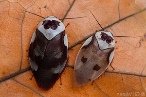 Evolutionary Marvels: How Cockroaches Outlasted Dinosaurs and Mastered the Art of Survival for Millions of Years-4