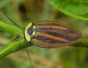 Evolutionary Marvels: How Cockroaches Outlasted Dinosaurs and Mastered the Art of Survival for Millions of Years-3