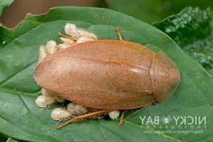 Evolutionary Marvels: How Cockroaches Outlasted Dinosaurs and Mastered the Art of Survival for Millions of Years-8