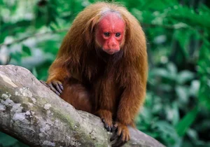 Nature's Real-Life Aliens: 10 Bizarre Creatures That Defy Imagination and Evolution-1