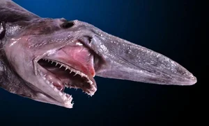 Nature's Real-Life Aliens: 10 Bizarre Creatures That Defy Imagination and Evolution-7