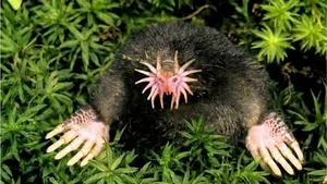 Nature's Real-Life Aliens: 10 Bizarre Creatures That Defy Imagination and Evolution-3