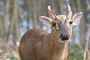 Nature's Real-Life Aliens: 10 Bizarre Creatures That Defy Imagination and Evolution-6