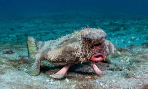 Nature's Real-Life Aliens: 10 Bizarre Creatures That Defy Imagination and Evolution-2