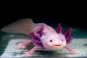 Nature's Real-Life Aliens: 10 Bizarre Creatures That Defy Imagination and Evolution-4