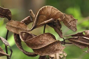 Nature's Real-Life Aliens: 10 Bizarre Creatures That Defy Imagination and Evolution-5